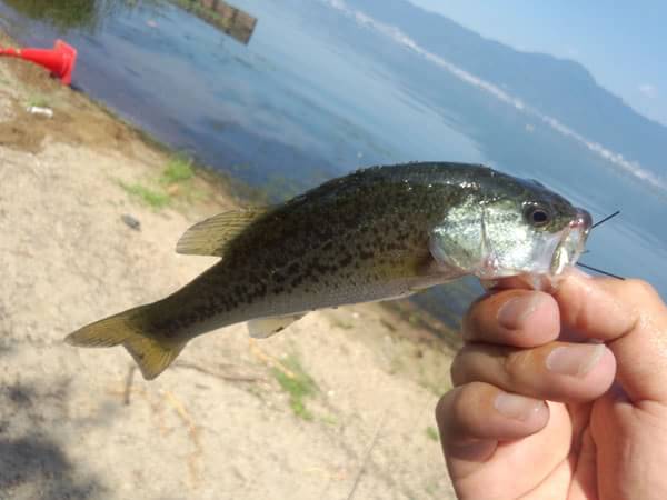 琵琶湖 葉山川河口 おかっぱり 釣果