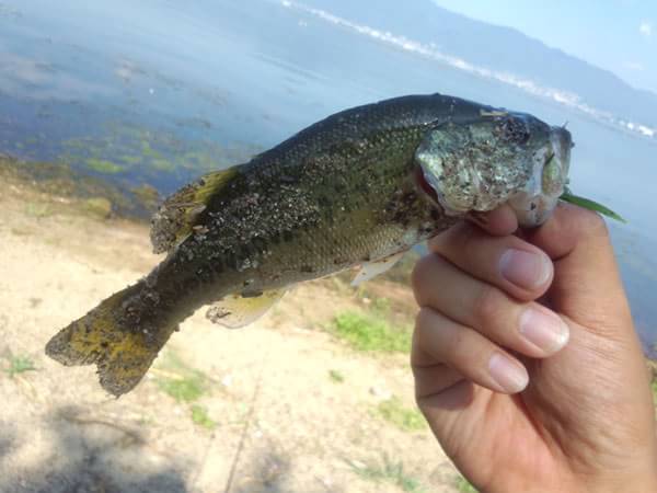 琵琶湖 葉山川河口 おかっぱり 釣果