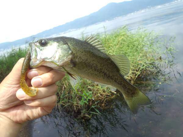琵琶湖 葉山川 おかっぱり 釣果