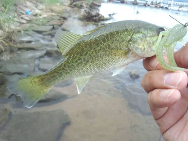 琵琶湖 おかっぱり 釣果