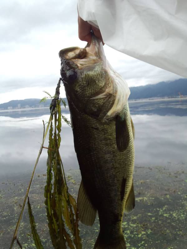 琵琶湖 おかっぱり 釣果