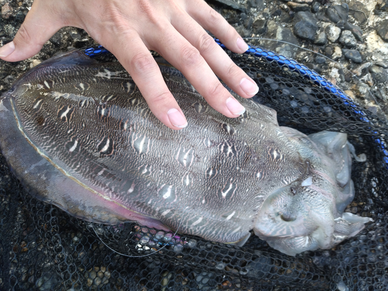 烏賊釣り エギング おかっぱり釣果 日本海若狭湾