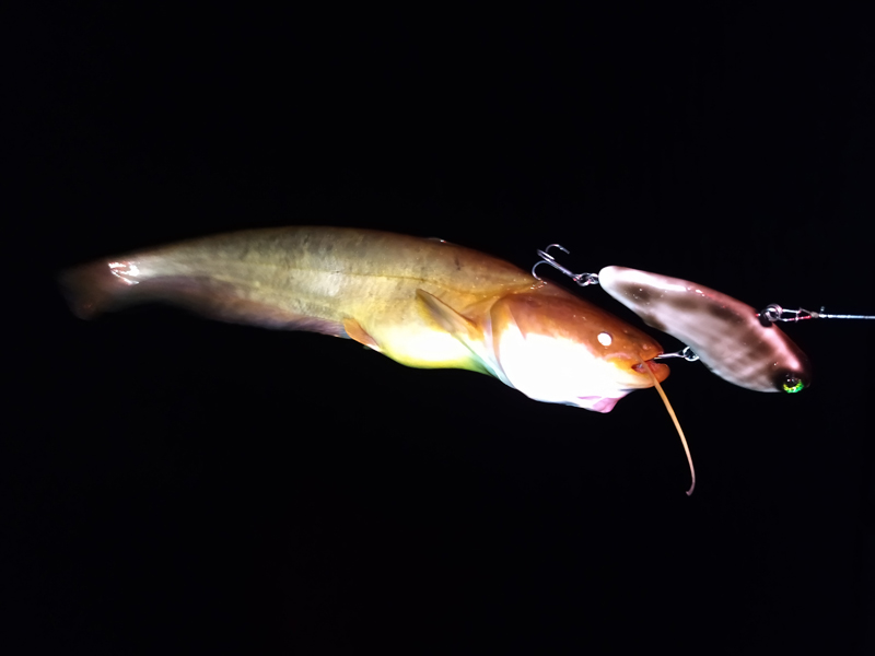 琵琶湖バス釣り釣果