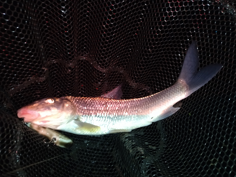 琵琶湖バス釣り釣果