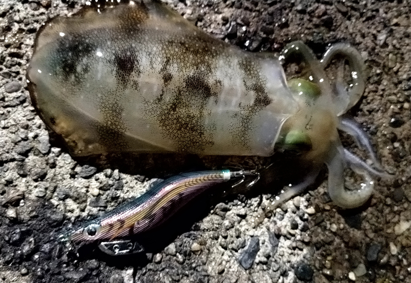 烏賊釣り エギング おかっぱり釣果 日本海若狭湾