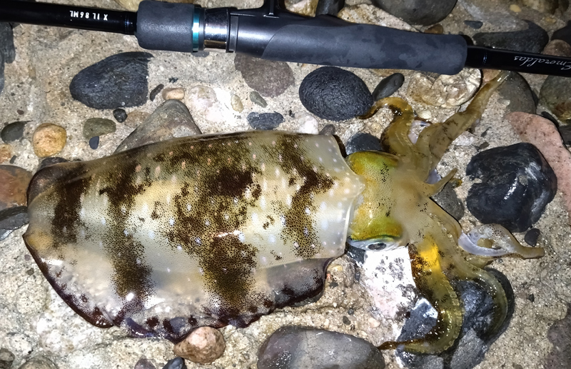 烏賊釣り エギング おかっぱり釣果 日本海若狭湾