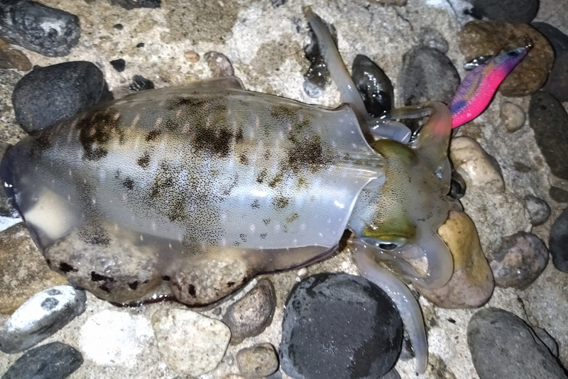 烏賊釣り エギング おかっぱり釣果 日本海若狭湾