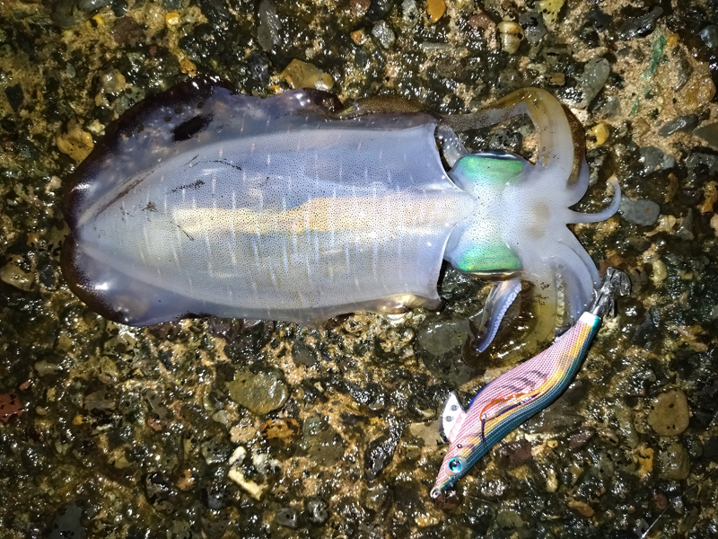 烏賊釣り エギング おかっぱり釣果 日本海若狭湾