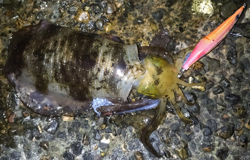 烏賊釣り エギング おかっぱり釣果 日本海若狭湾