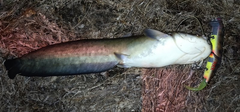 琵琶湖バス釣り釣果情報