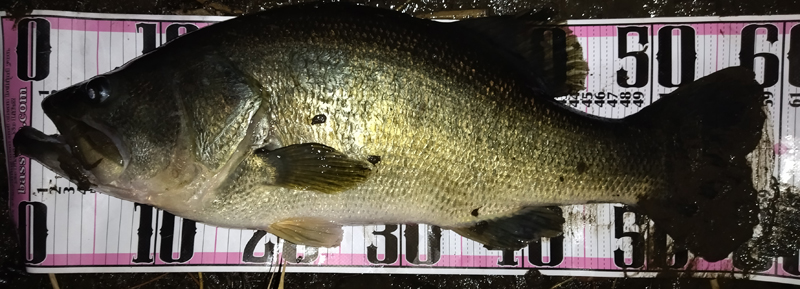 琵琶湖バス釣り釣果