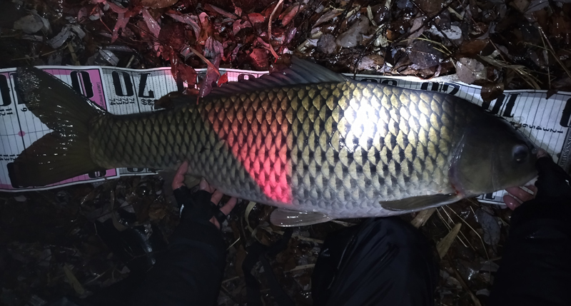 琵琶湖バス釣り釣果