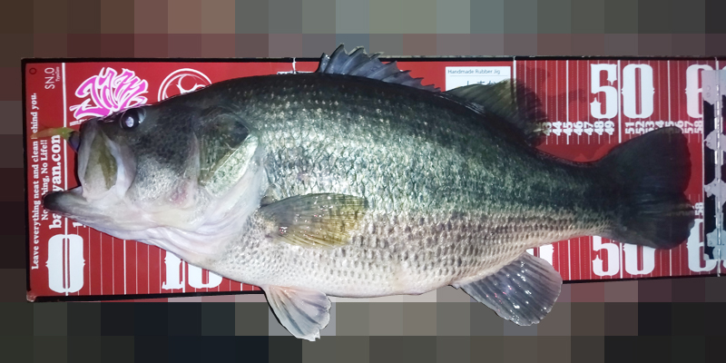 琵琶湖バス釣り釣果