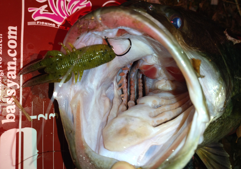 琵琶湖バス釣り釣果