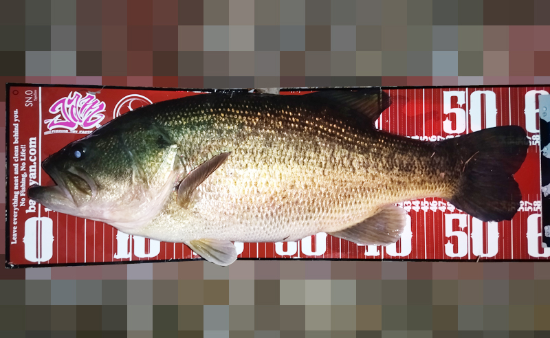 琵琶湖バス釣り釣果