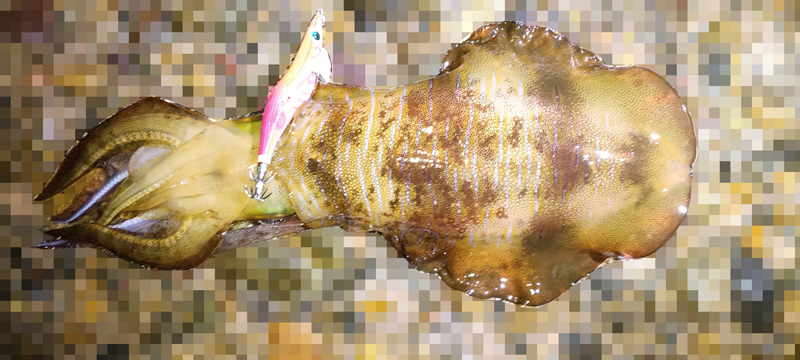 烏賊釣り エギング おかっぱり釣果 日本海若狭湾