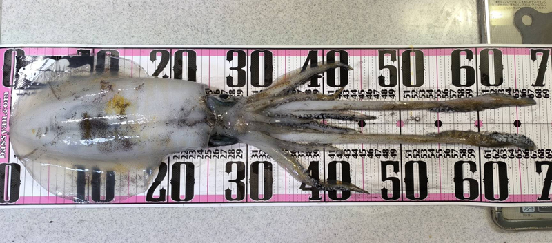 烏賊釣り エギング おかっぱり釣果 日本海若狭湾