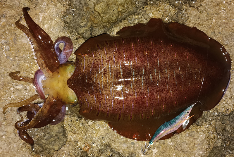 烏賊釣り エギング おかっぱり釣果 日本海若狭湾