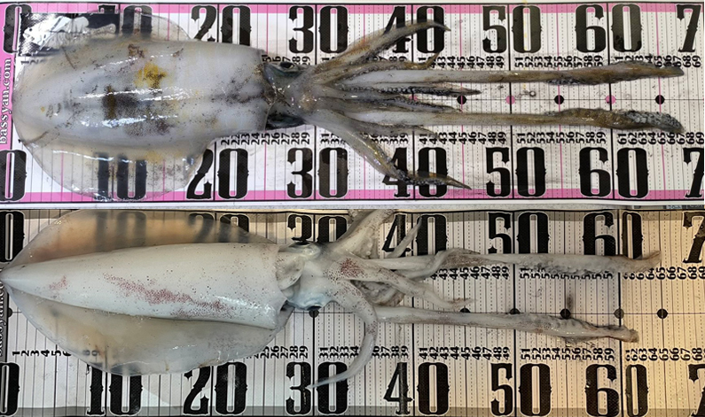 烏賊釣り エギング おかっぱり釣果 日本海若狭湾