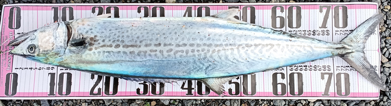 若狭湾 青物チャレンジ