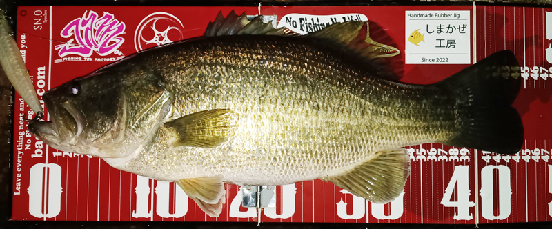 琵琶湖バス釣り釣果情報