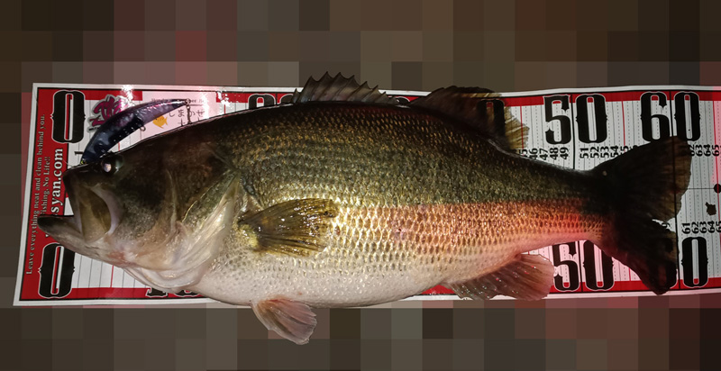 琵琶湖バス釣り釣果情報
