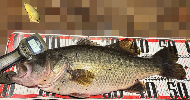 琵琶湖バス釣り釣果情報