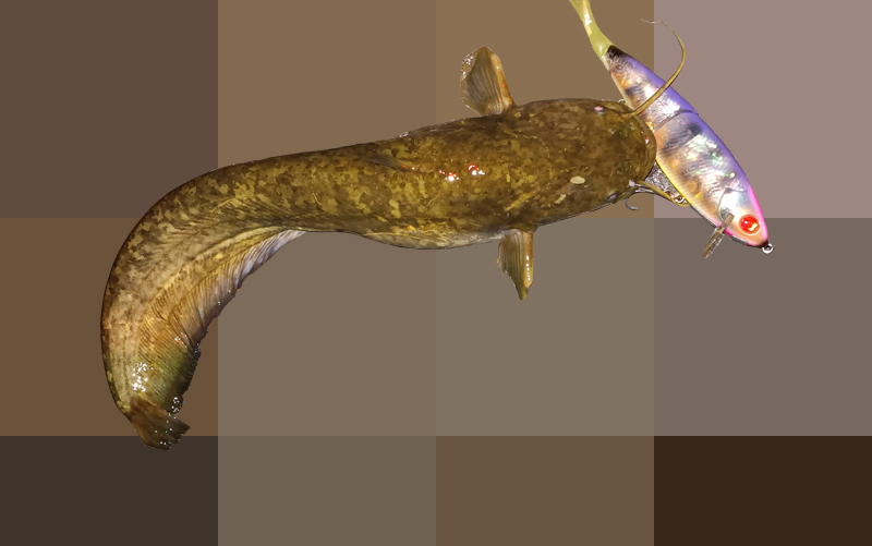 琵琶湖バス釣り釣果情報