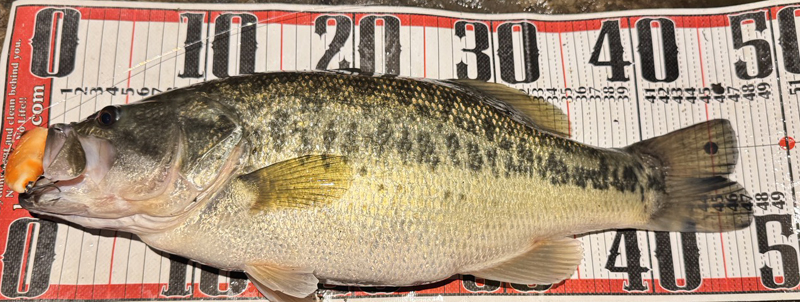 琵琶湖バス釣り釣果