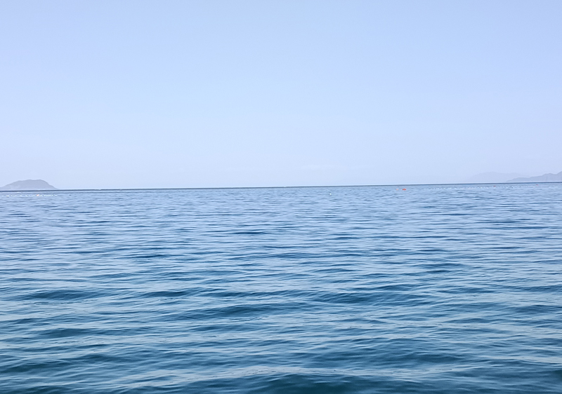 若狭湾 エギング 烏賊 釣果情報