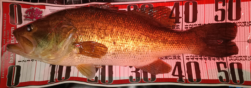琵琶湖バス釣り釣果情報