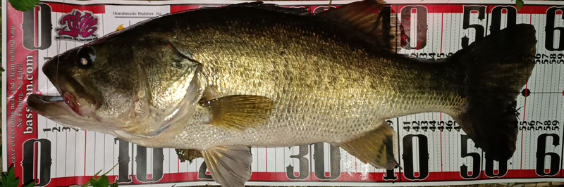 琵琶湖バス釣り釣果情報