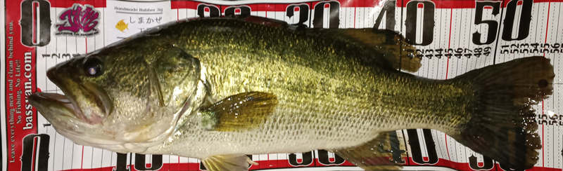 琵琶湖バス釣り釣果情報