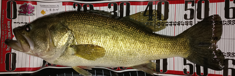 琵琶湖バス釣り釣果情報