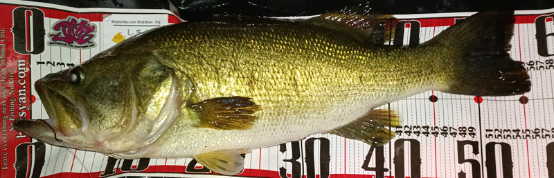 琵琶湖バス釣り釣果情報