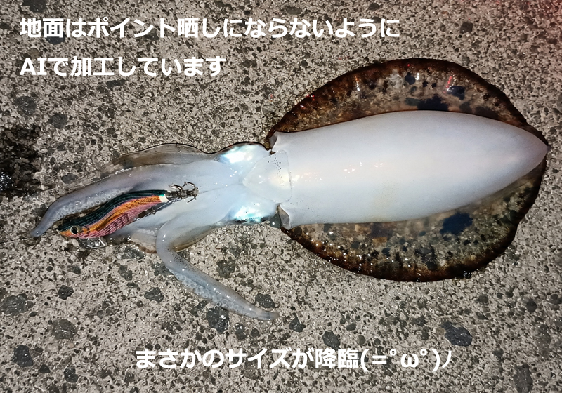 2026年9月2日に釣れたトンカツサイズのアオリイカ