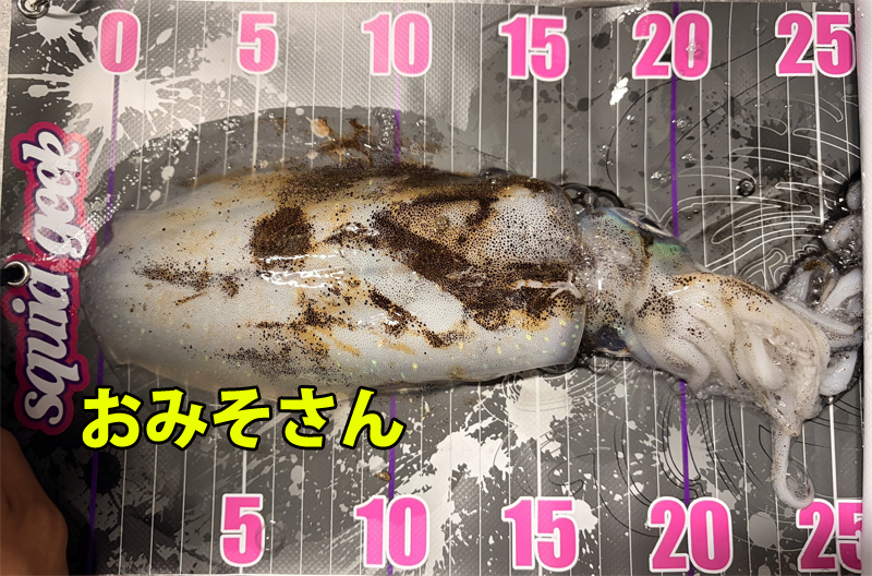 おみそさんが釣り上げたアオリイカ