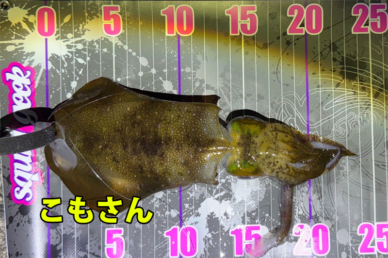 こもさんが釣り上げたアオリイカ