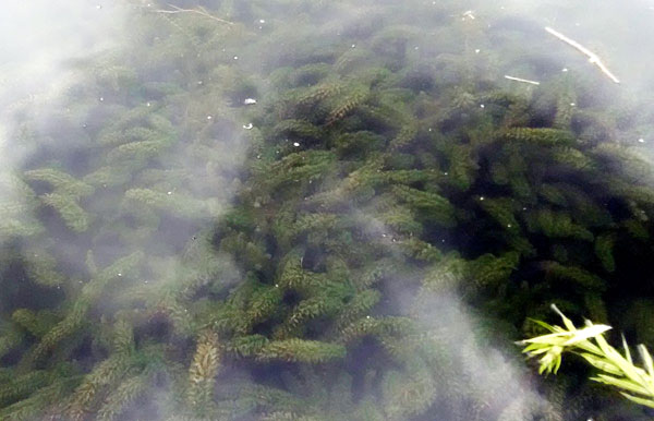 琵琶湖 ウィード クロモ