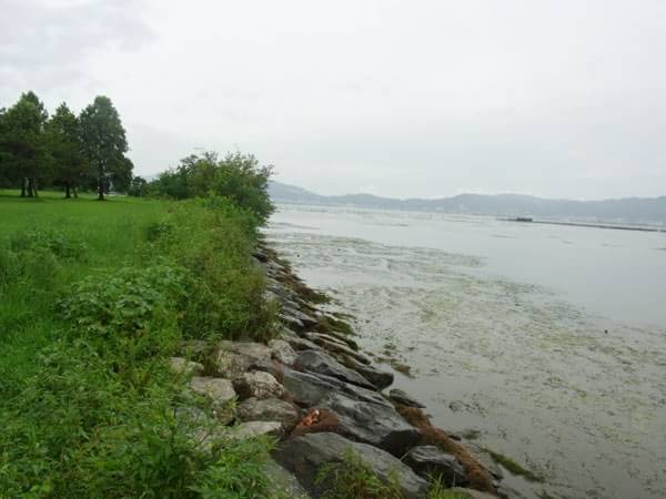 津田江１北南側のおかっぱりポイント